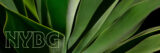 A close-up view of long green leaves, with the letters 'NYBG' overlaid in green neon