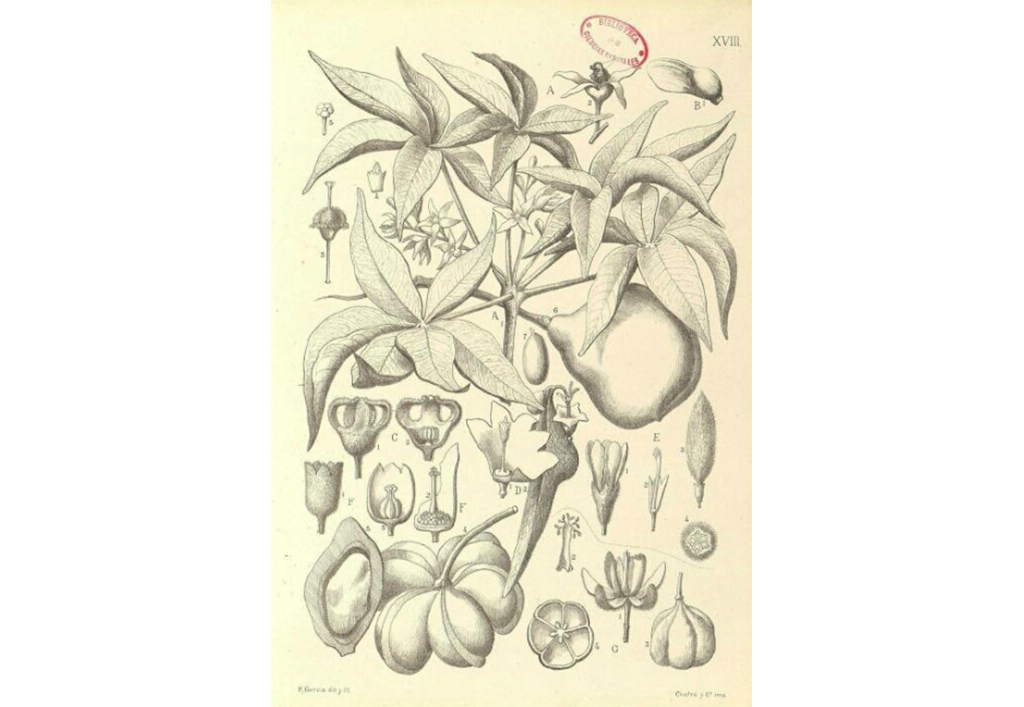 A black-and-white antique illustration of a tropical plant and its fruits