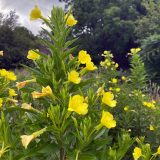 An infloresence of yellow bell like flowers grow on a tall green stalk