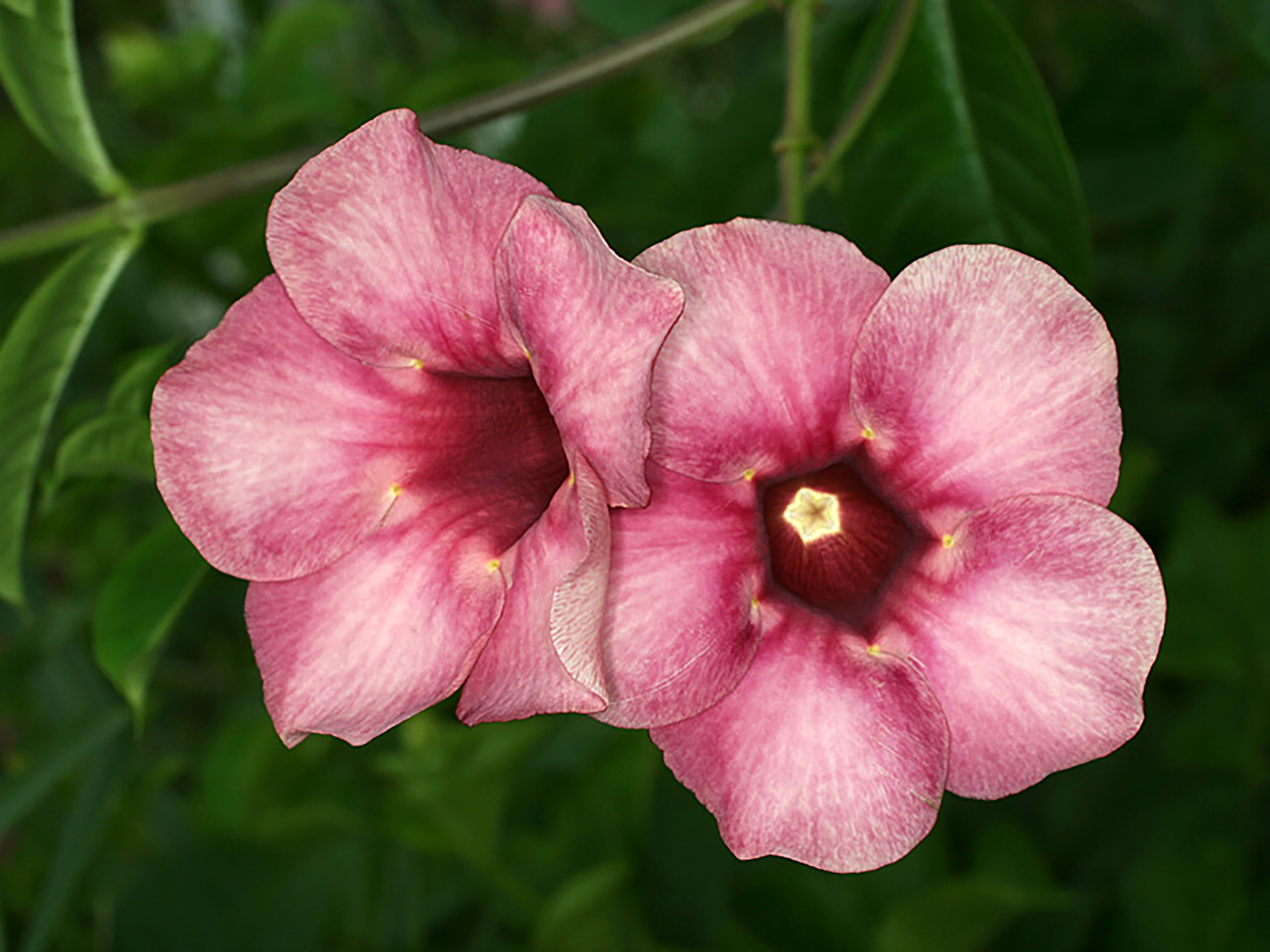 A pair of bright pink flowers grow among dark green foliage