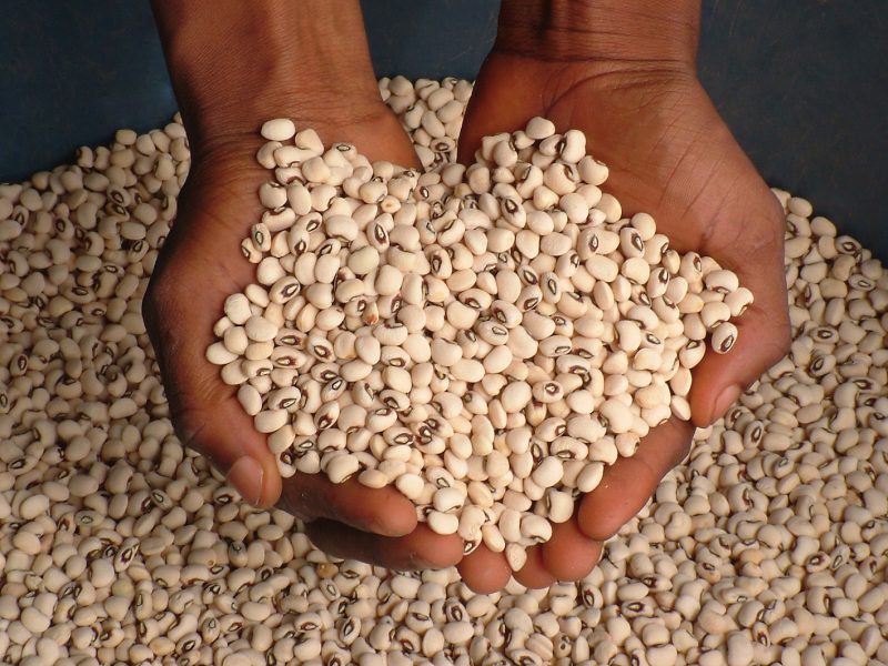 A person uses two hands to lift up a pile of light beige and black beans