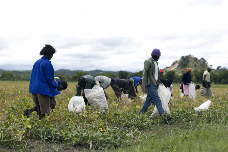 A group of people collects cowpeas in a green field under an overcast sky