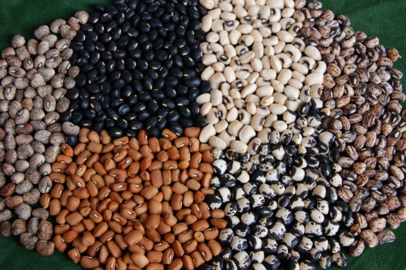 A pile of beans separated into six different cultivars, in beige, brown, russet, and black