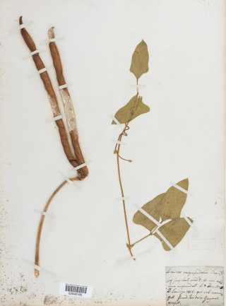 An herbarium specimen of dried plants