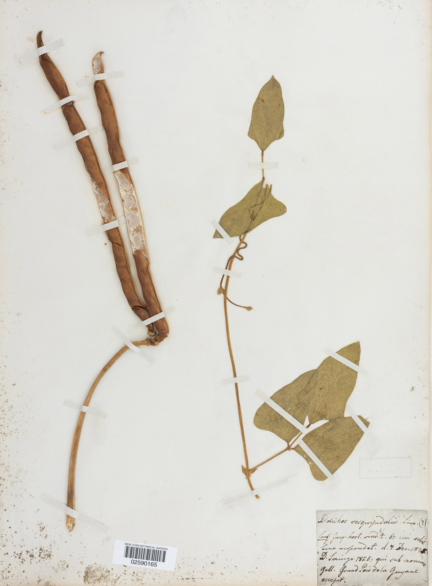 Cowpeas and the African Diaspora, Part Three Can Herbarium Specimens