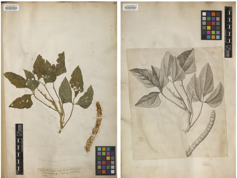 A pressed plant specimen alongside an illustration of the same specimen