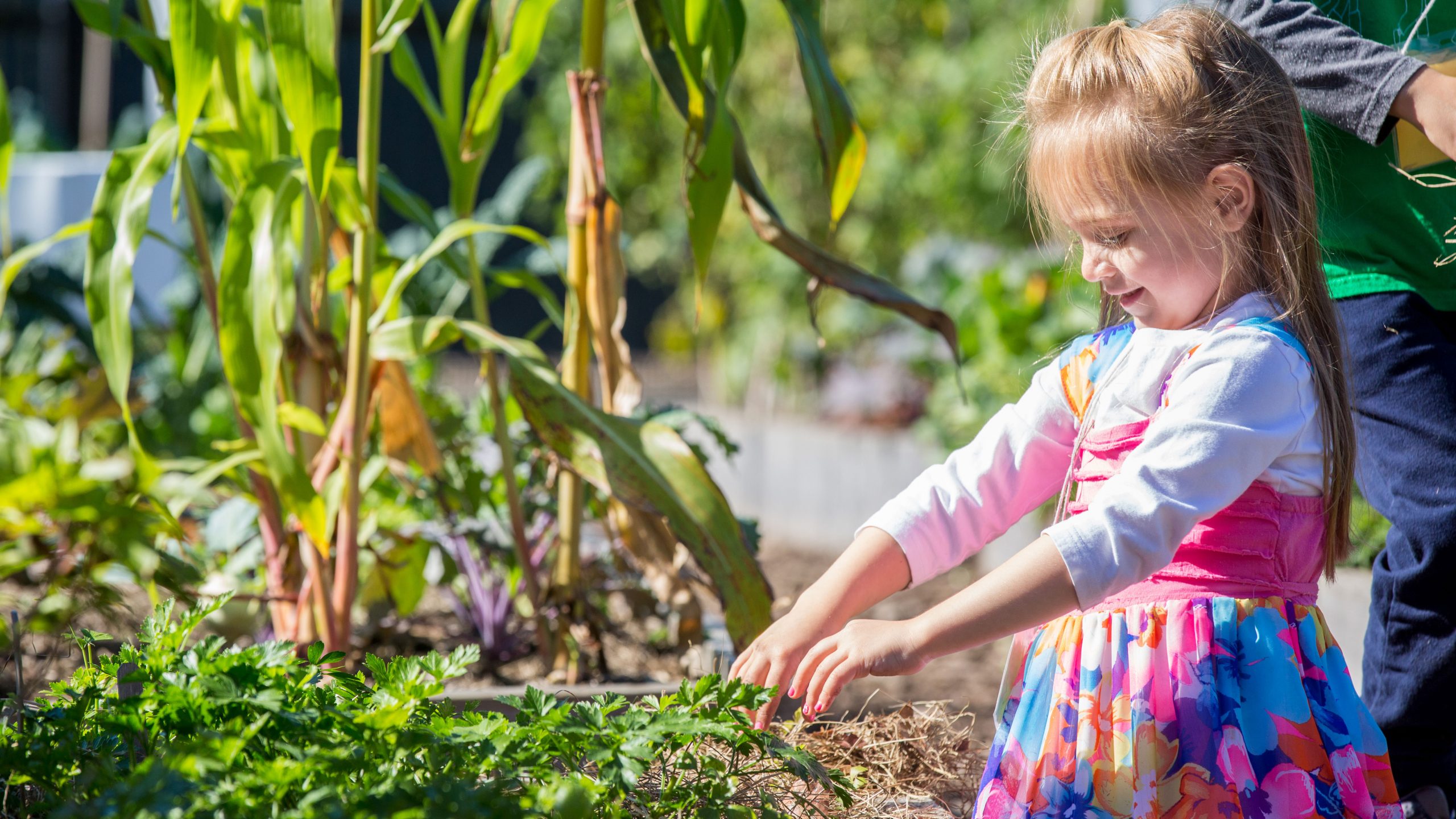 A girl in a pink dress with blue, purple, and yellow flowers digs in a vegetable garden at the Edible Academy.