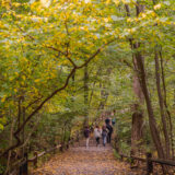 A group of people explores the leaf-laden path of a fall forest