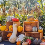 NYBG Fall-O-Ween Plethora of Pumpkins