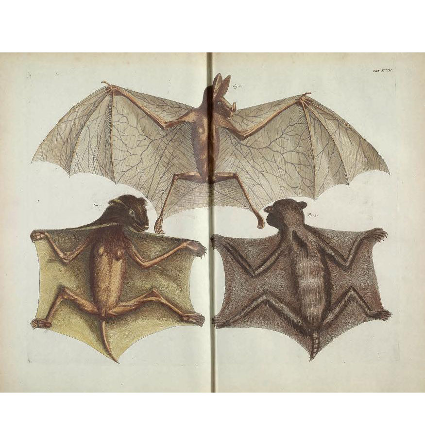 Illustration of three bats, one on its back, to depict wingspan and size.