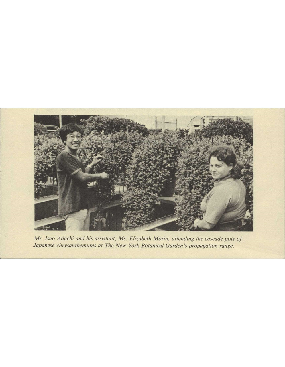 Kiku horticulturist Isao Adachi smiles at the camera and stands next to his assistant, Elizabeth Morin. Behind them are chrysanthemum flowers, which they are working on.