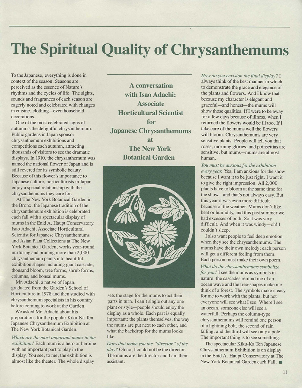 A newsletter by the New York Botanical Garden about Isao Adachi, once the associate Horticultural Scientist for Japanese Chrysanthemums. The writing is in green and an illustration of a white chrysanthemum with a green background is in the middle.
