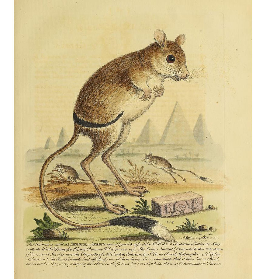 An illustration of a rat-like animal, with long legs and a long tail. In the background are pyramids and two other rats that are hopping. Words are on the bottom in cursive script.