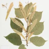 An image of a pressed plant specimen featuring green leaves and pale brown seed pods