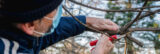 A man in a hat and a mask pruning a leafless tree in the fall