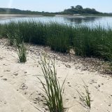 A sunny beachside scene depicting reedy green plants growing up out of the sand