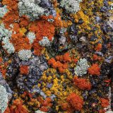 Orange, light green, and yellow lichens on a rock.