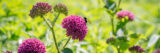 A bee alights on a sunny patch of purple milkweed