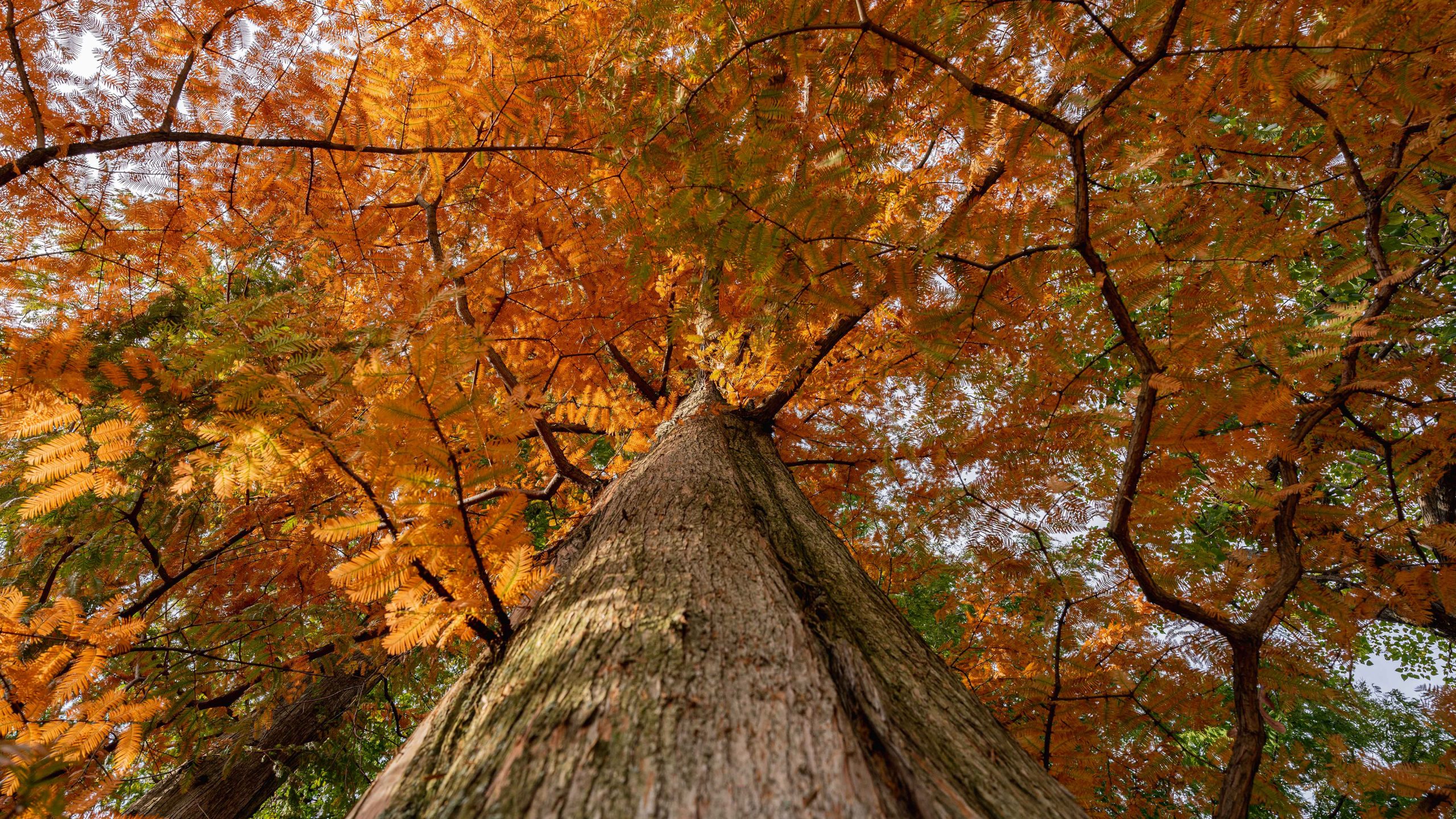 Upward looking image of a large tree in orange fall foliage