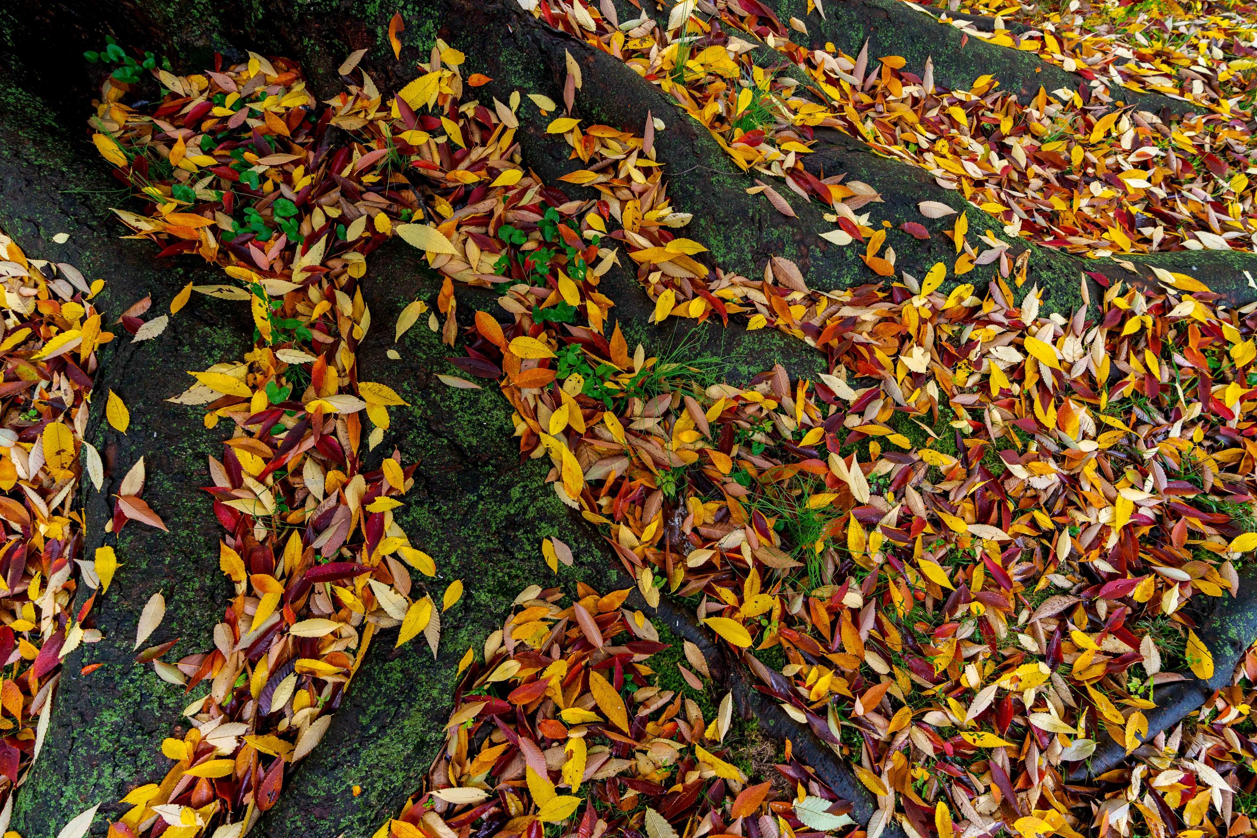 Fallen leaves in red and yellow cover a system of mossy roots