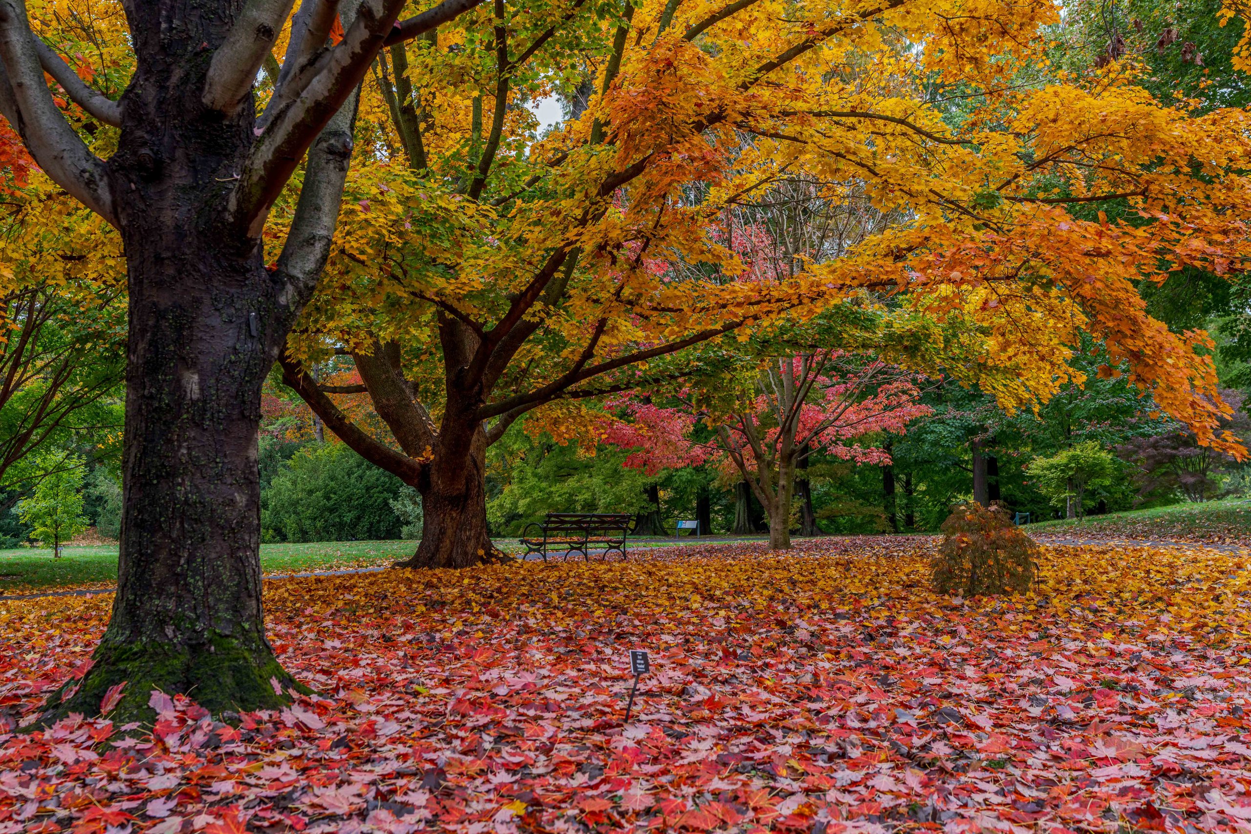 A layer of fallen red leaves sets the scene around changing fall trees