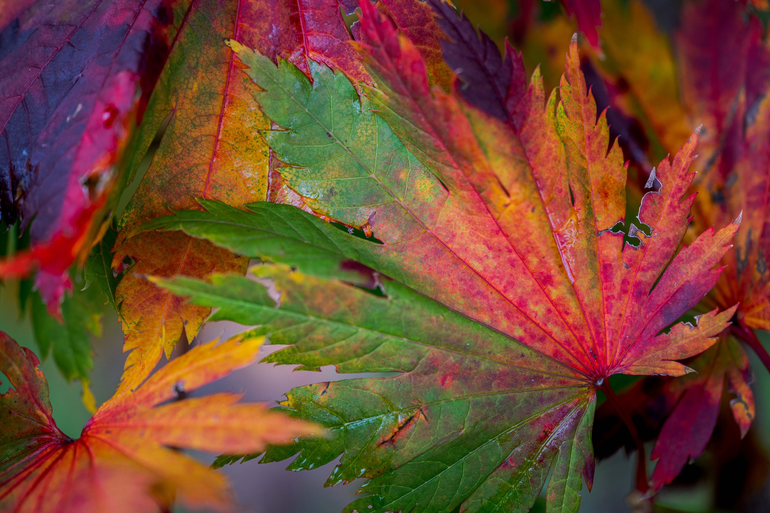 A close-up of green, red, and yellow fall leaves