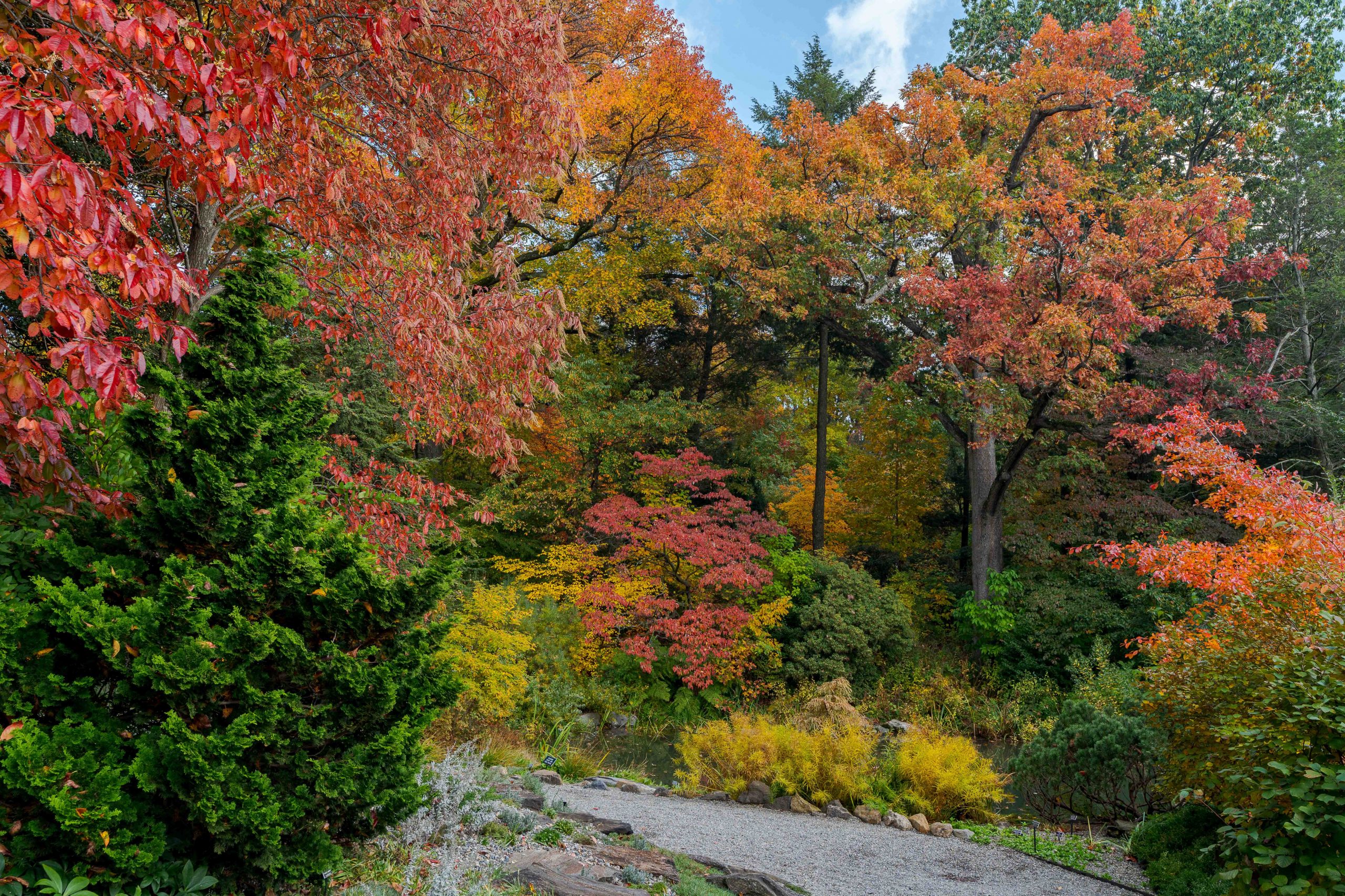 A paved path leads into a fall forest of greens and reds