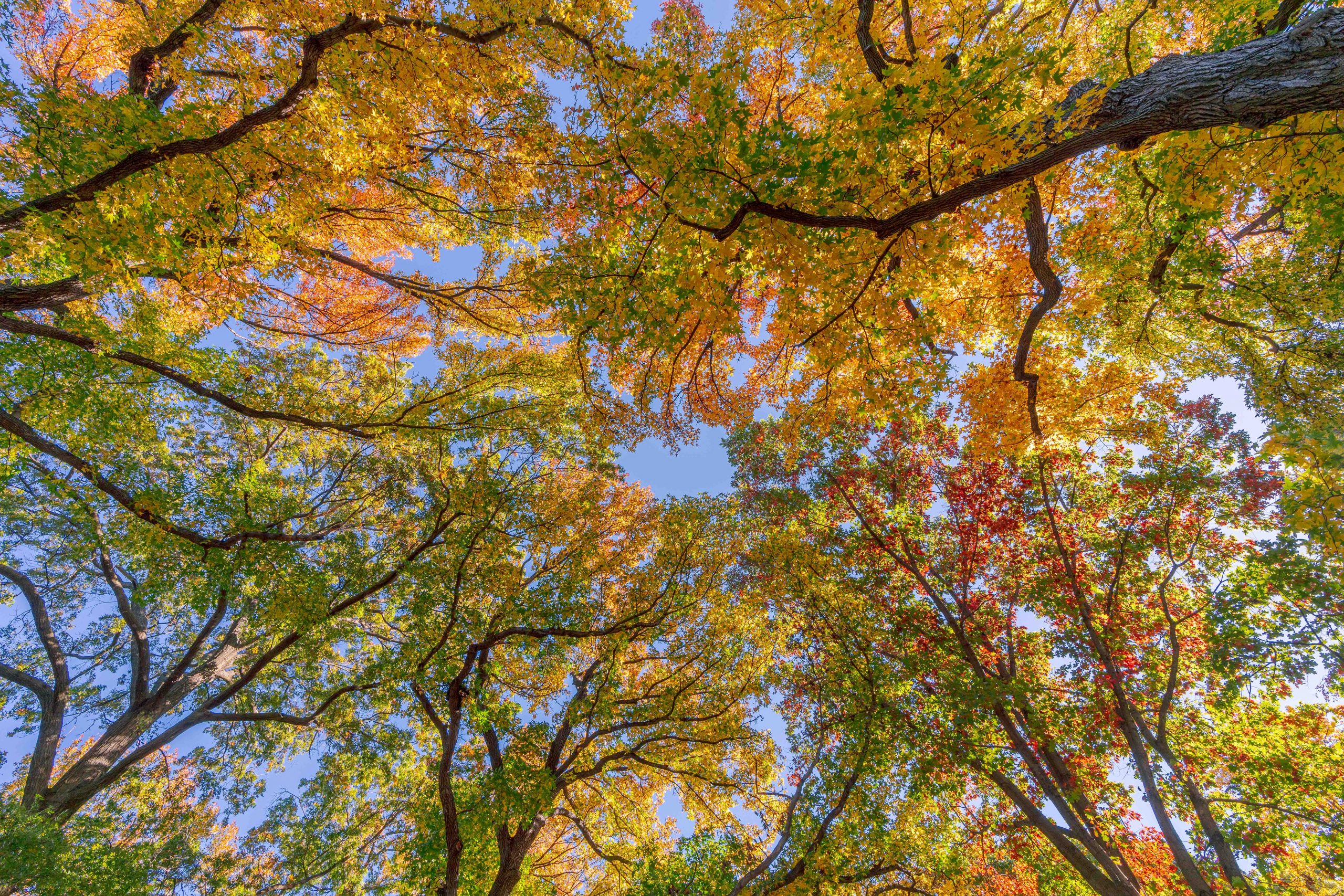 An upward-looking photo at the tree canopy in greens and yellows, blue sky visible beyond