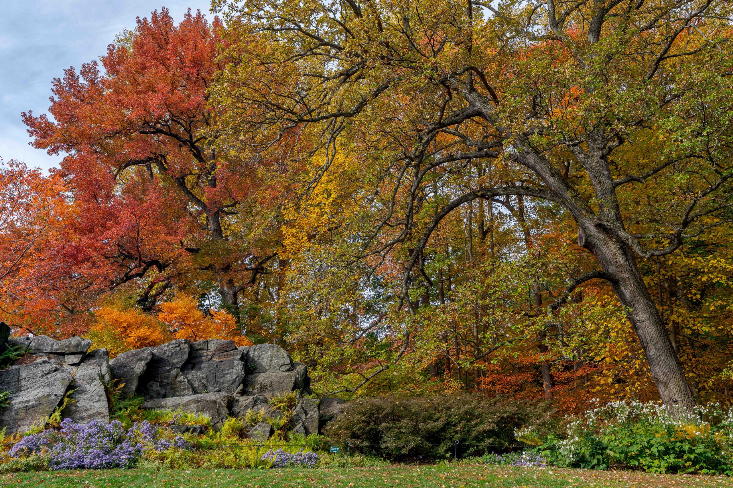 A rocky outcrop in the midst of bright fall trees in orange and yellow