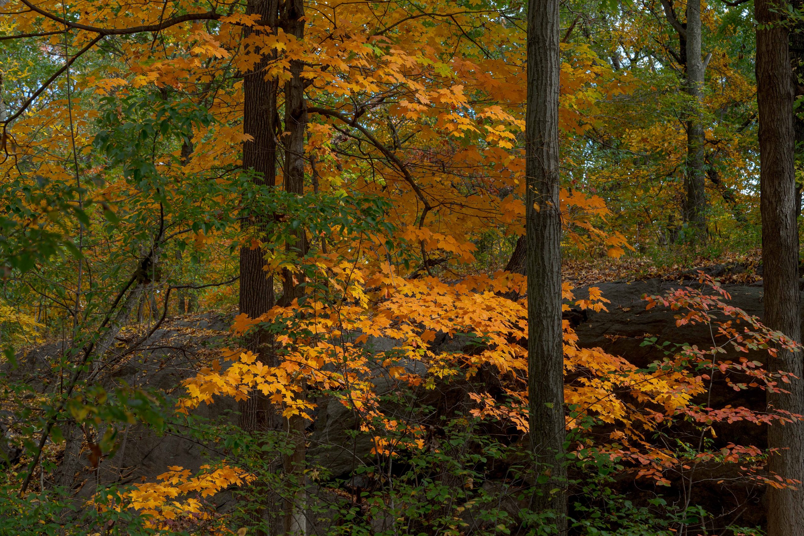 A dusk forest scene, with tall trees surrounded by lower, orange foliage