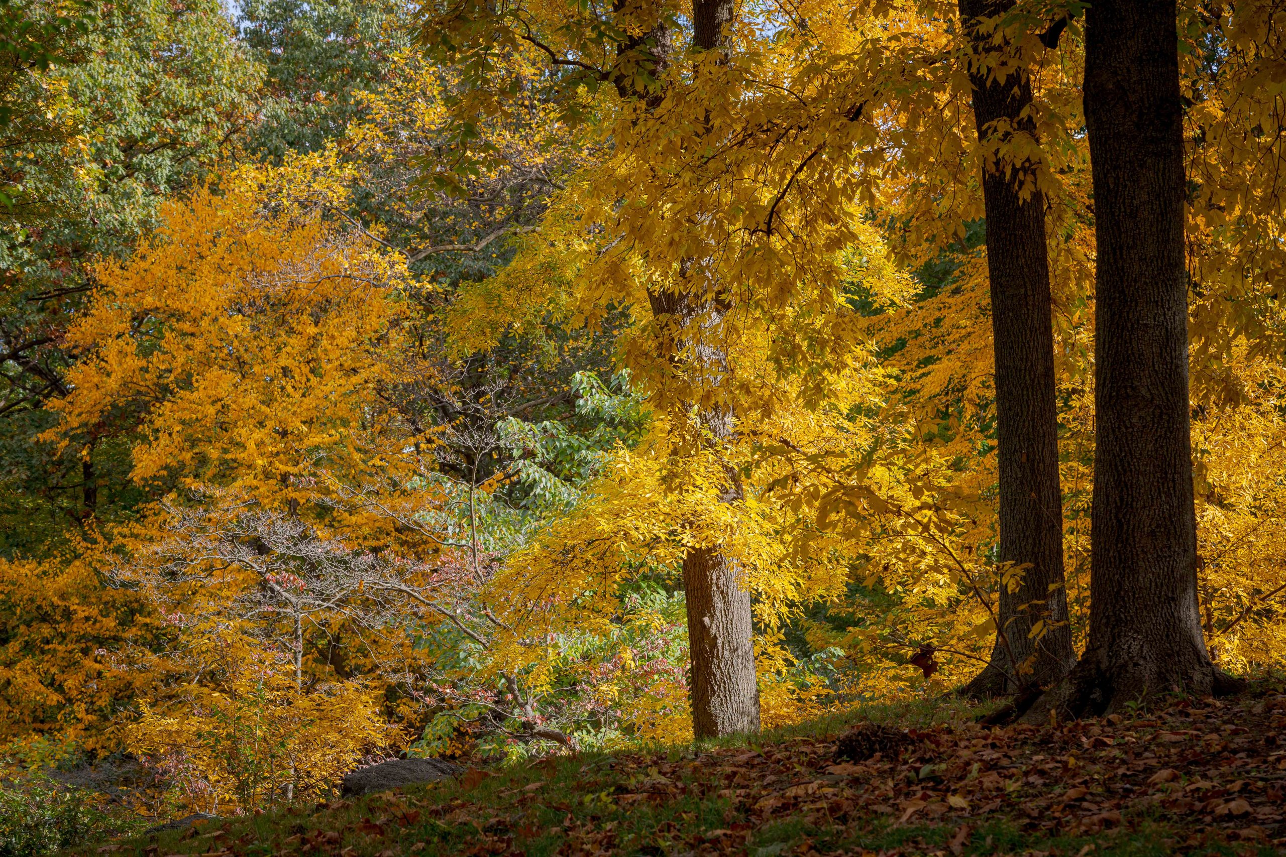 Yellow leaves fill the trees in this shady forest scene