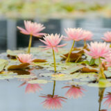 A collection of bright pink flowers bloom atop the surface of water