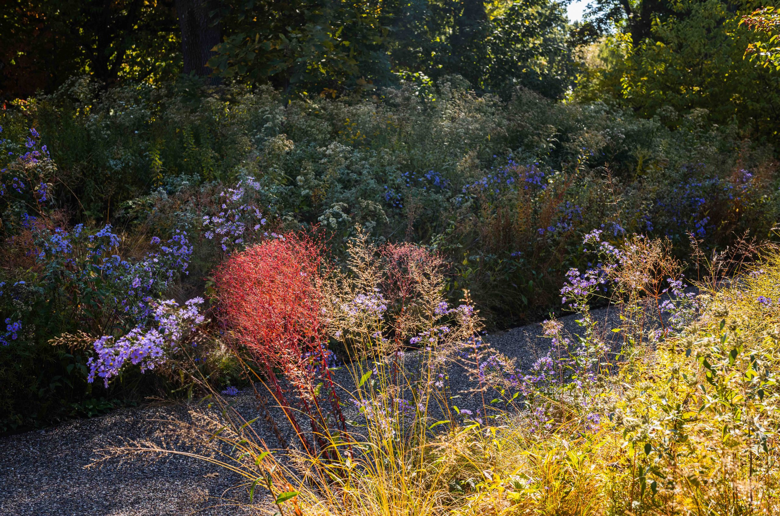 Small yellow shrubs and purple flowers line a meandering garden path