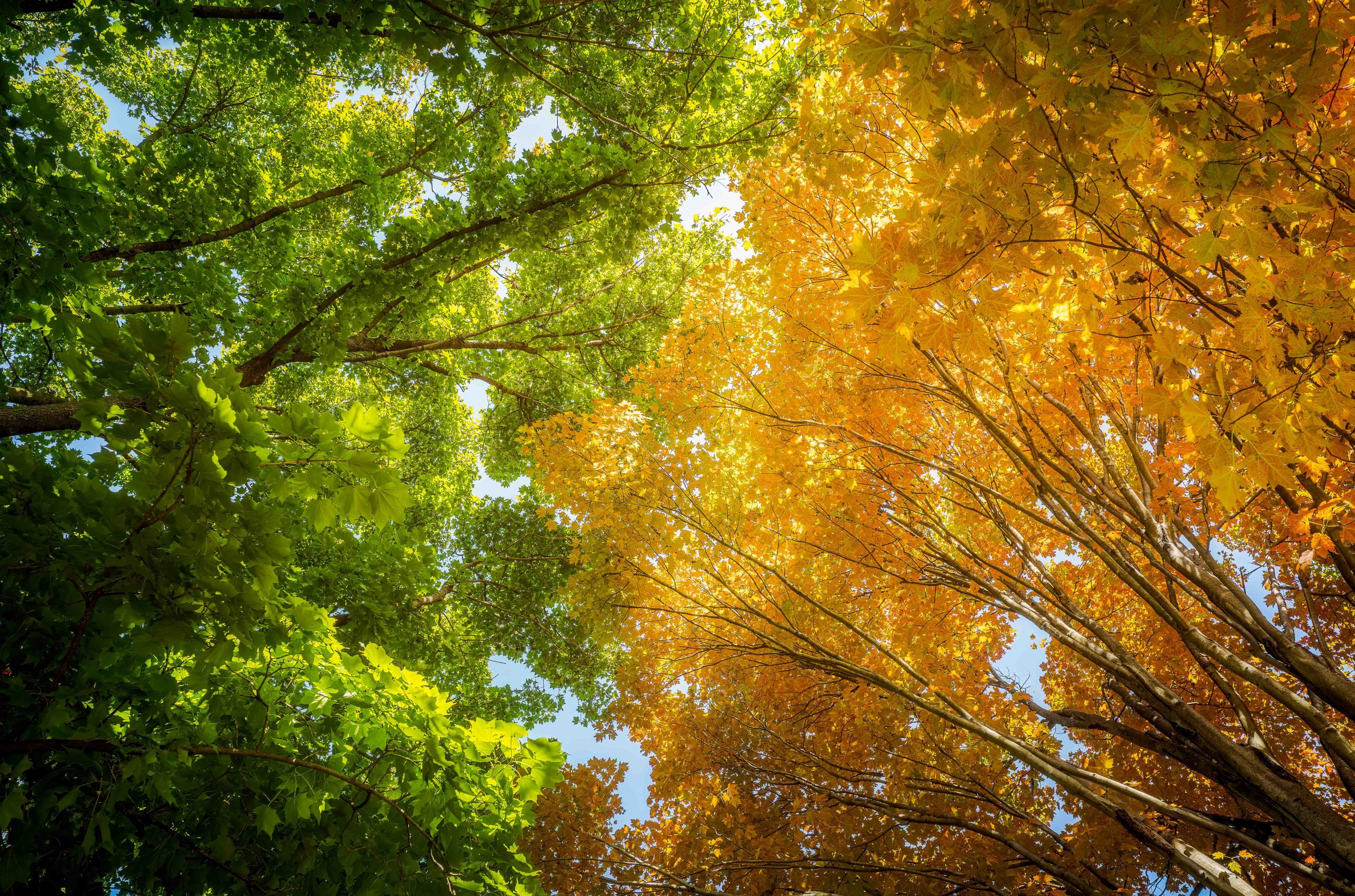 An upward view of the tree canopy, one tree in golden yellow meeting with another in fresh green