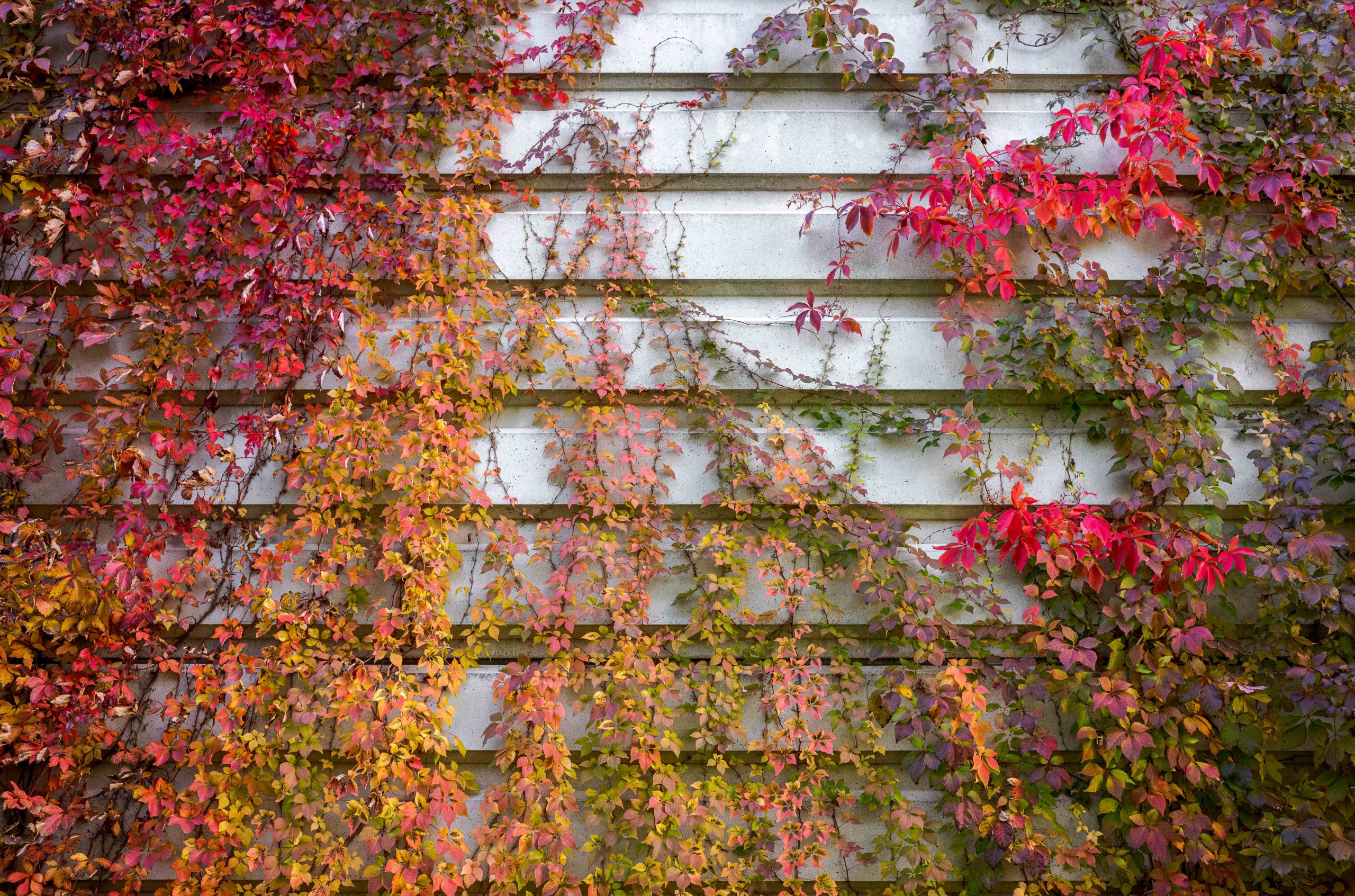 Vines in orange and red climb the paneled wall of a white building