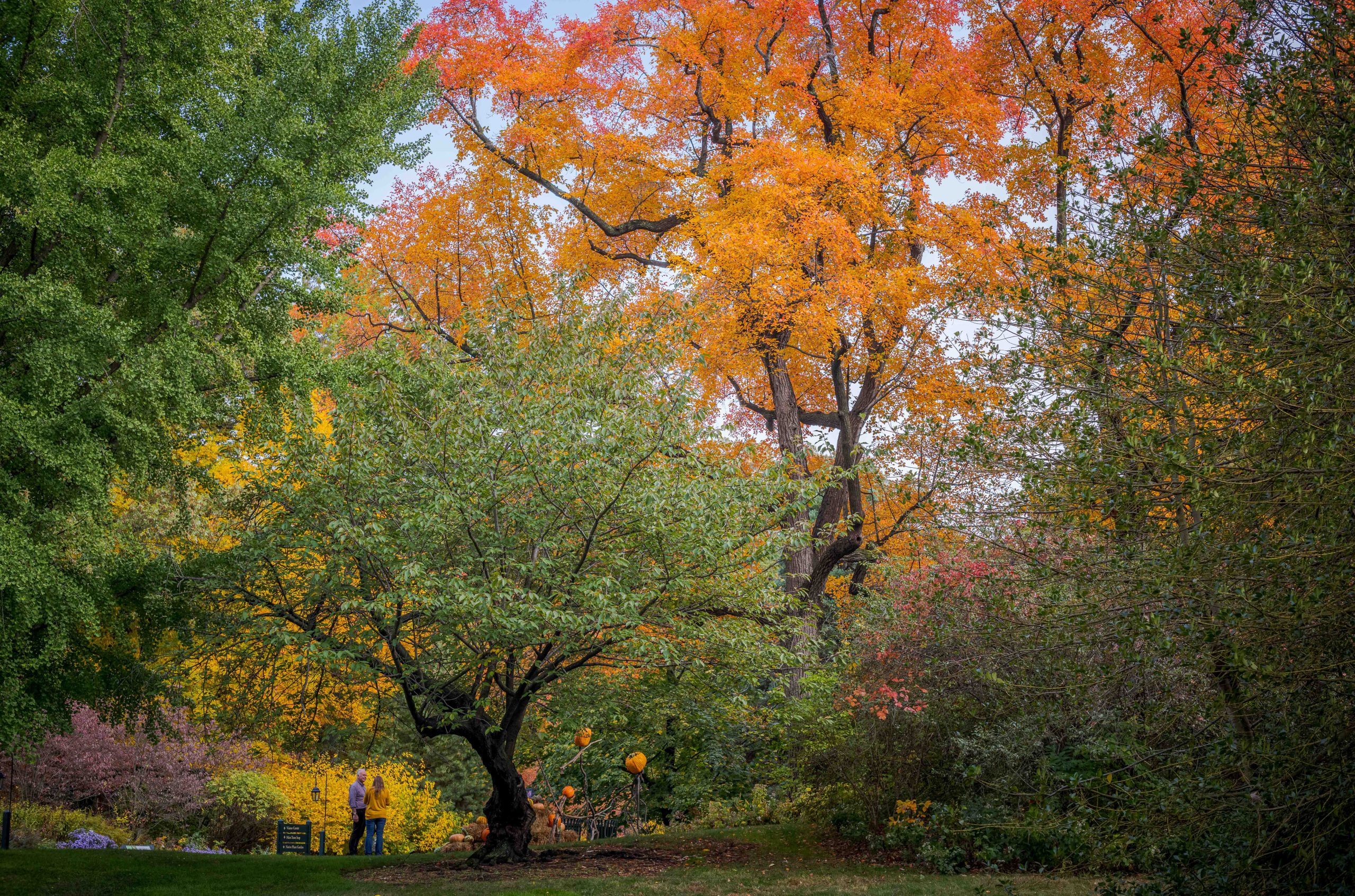 A tall orange-leaved tree dwarfs another, shorter green tree in this fall scene