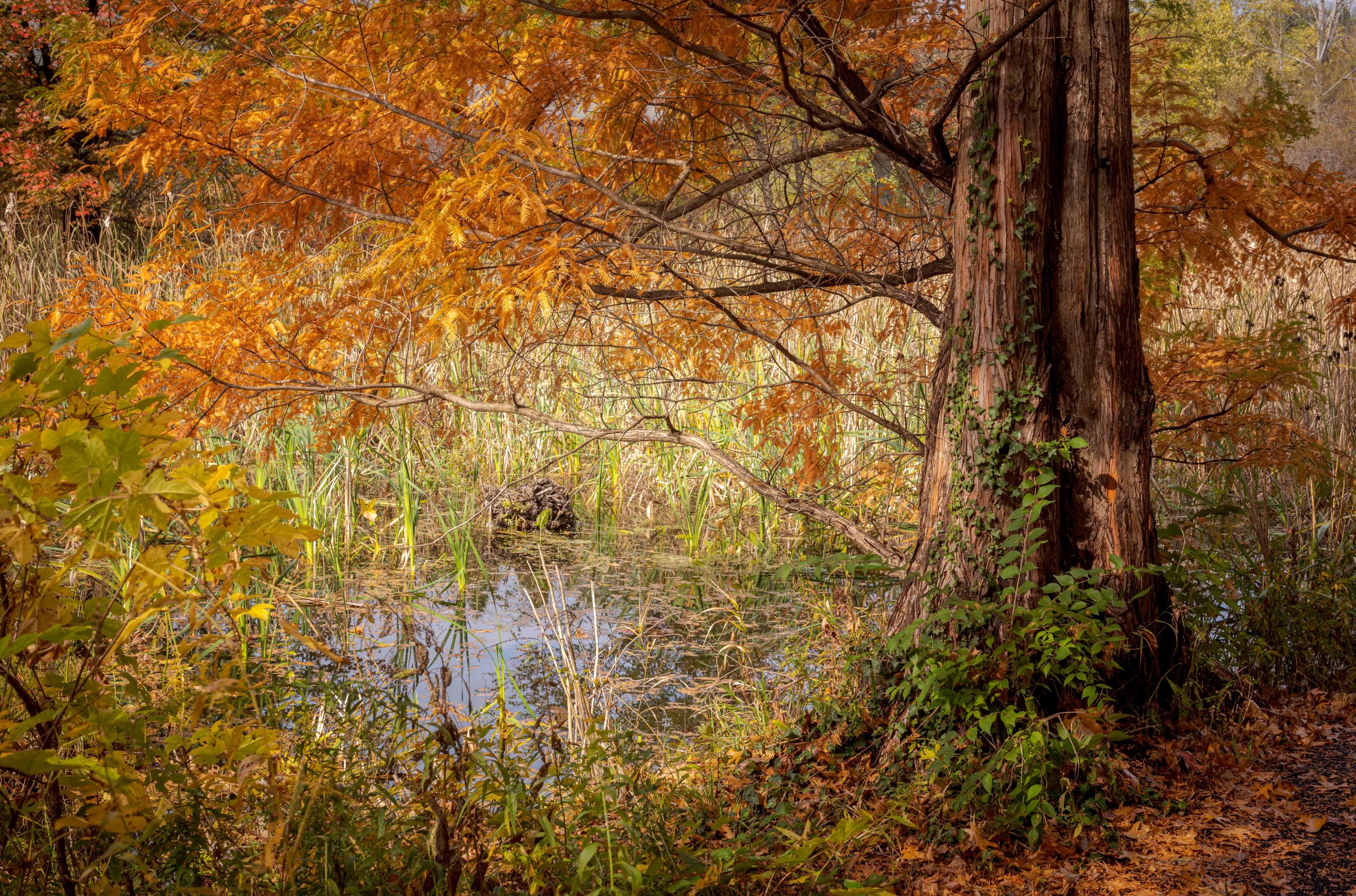 A marshy space layered with orange fall leaves