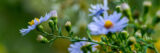 Delicate purple flowers with yellow centers bloom amid a green space