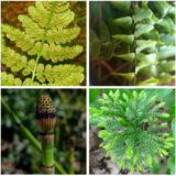 A fern with brown spores on the underside