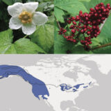 A mosaic of plant photos in red and white, aligned with a map of North America showing plant distribution