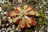 Sundew