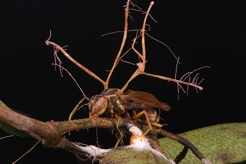 A photograph of an insect that has been infected with a fungus.
