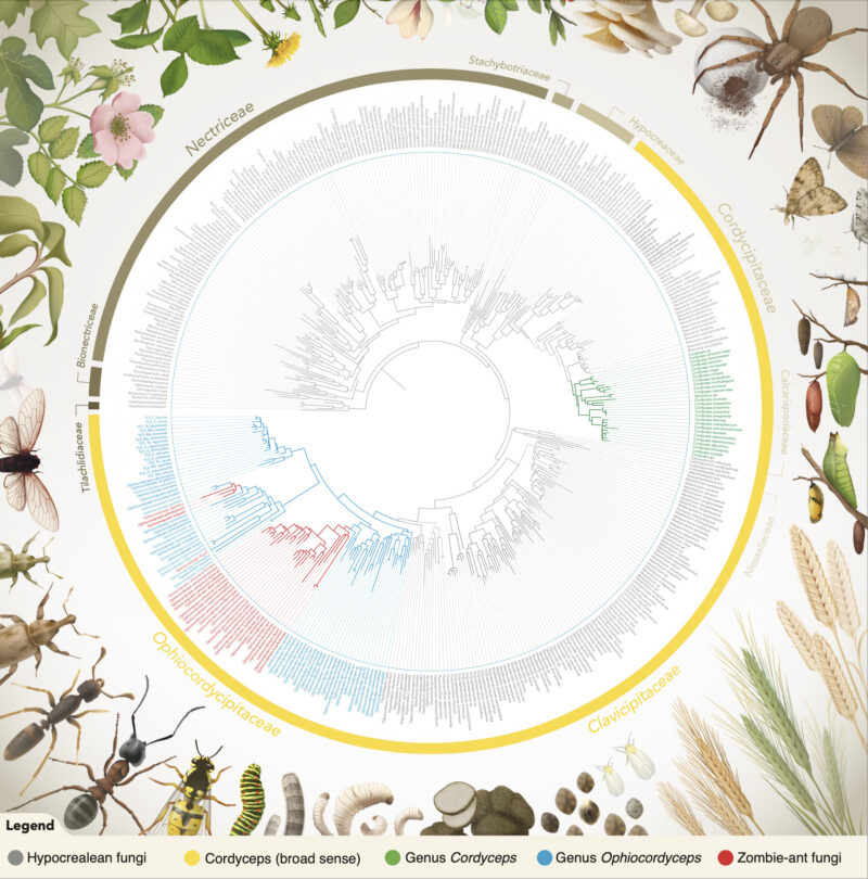 A round infographic displaying fungal information for cordyceps species