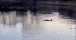 A dolphin fin rises out of the water, causing ripples in the Bronx River