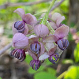 A cluster of purple flowers.