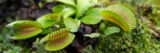 three Venus Flytrap plants with their traps open