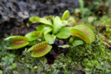 Venus flytrap (Dionaea muscipula)
