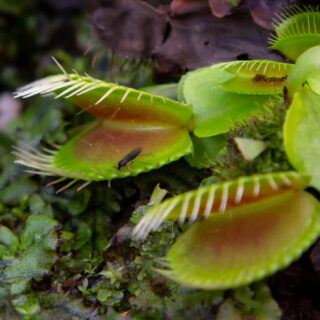 A Venus flytrap with a small insect crawling in its leaves