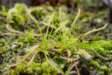 Cape Sundew (Drosera capensis)