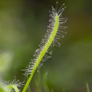 a close up image of a Cape sundew with several thin hairs lined with mucus